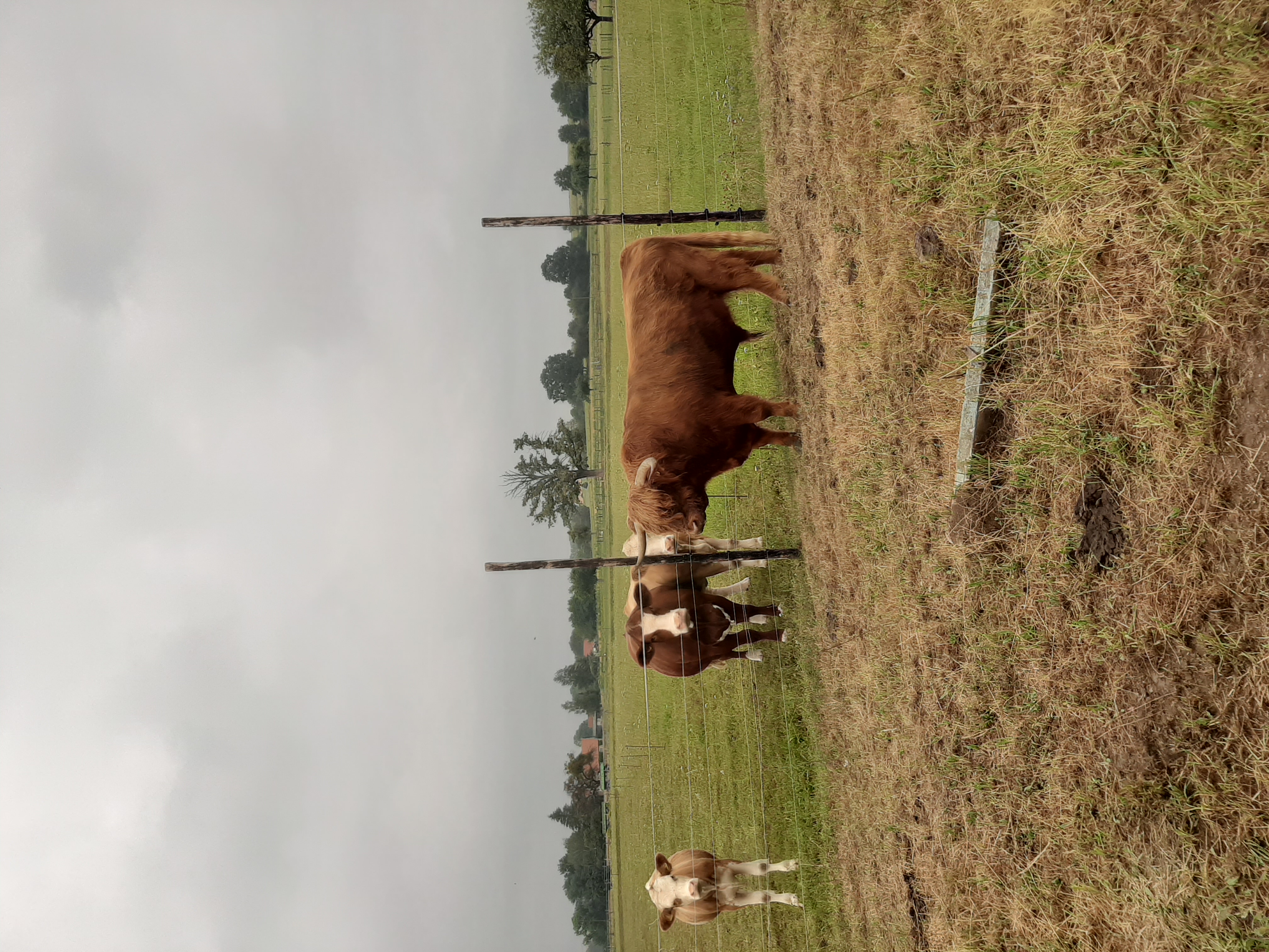 Highland-Rinder auf der Weide