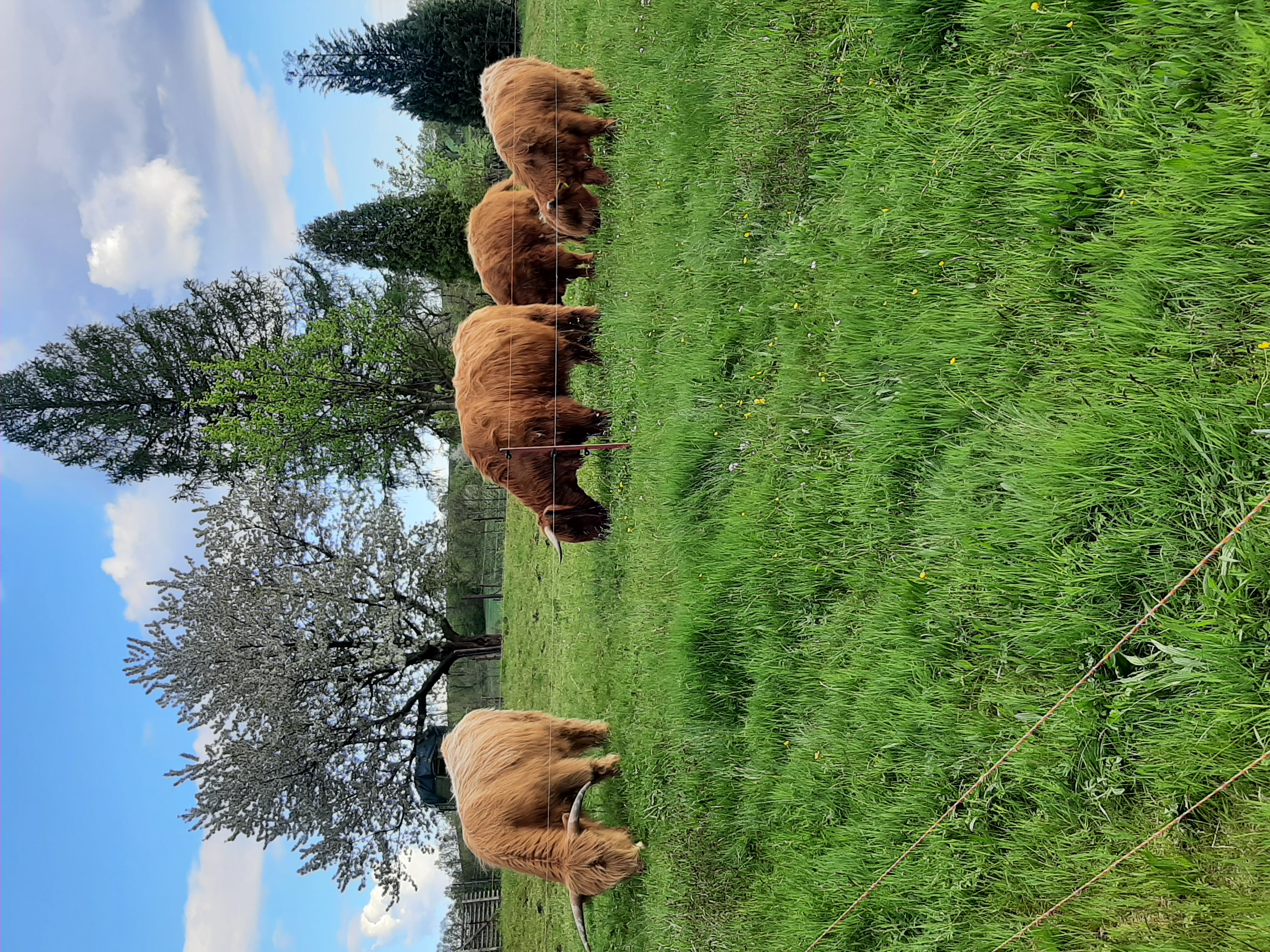 Highland-Rinder auf der Weide