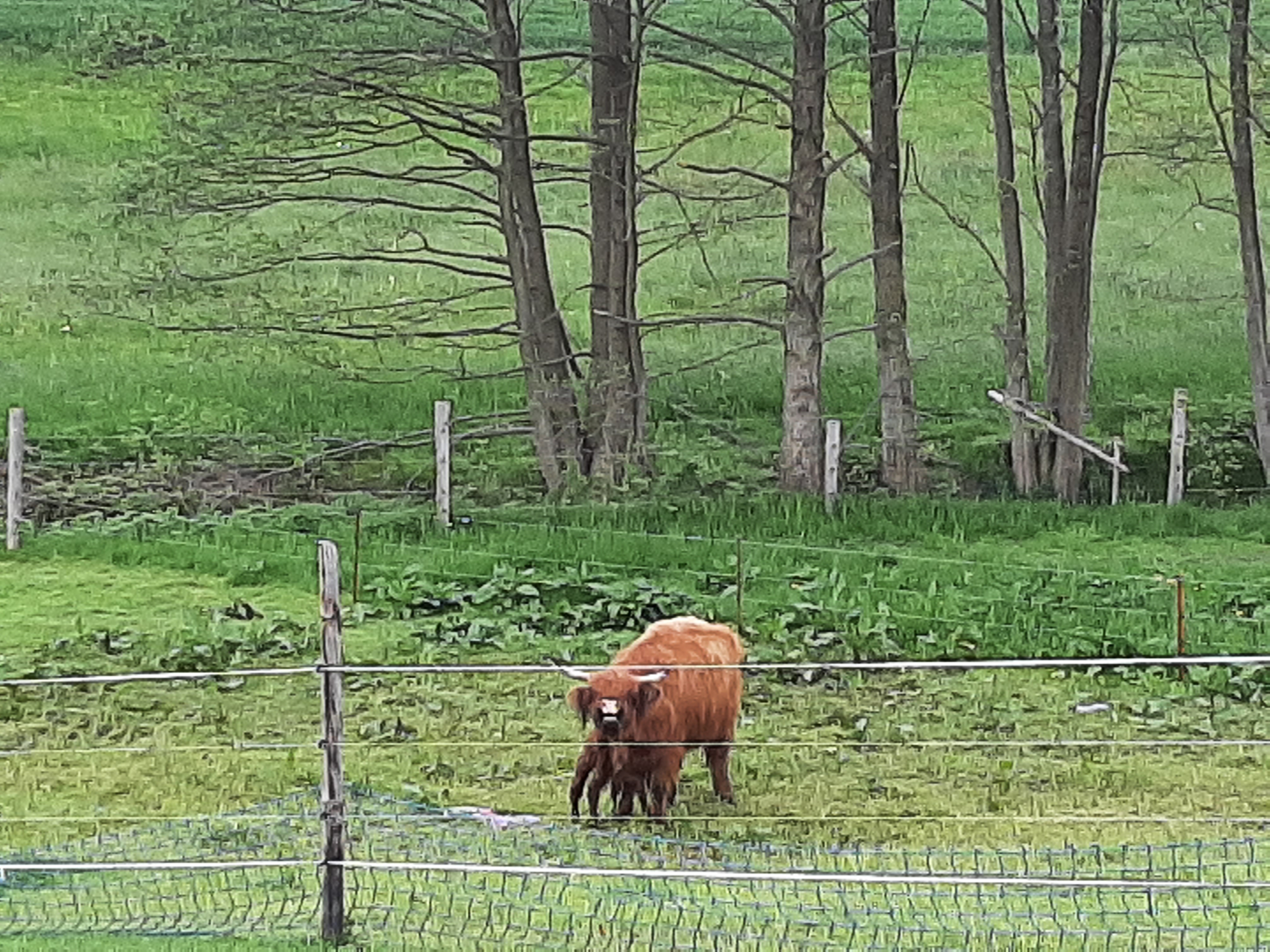 Highland-Rinder auf der Weide