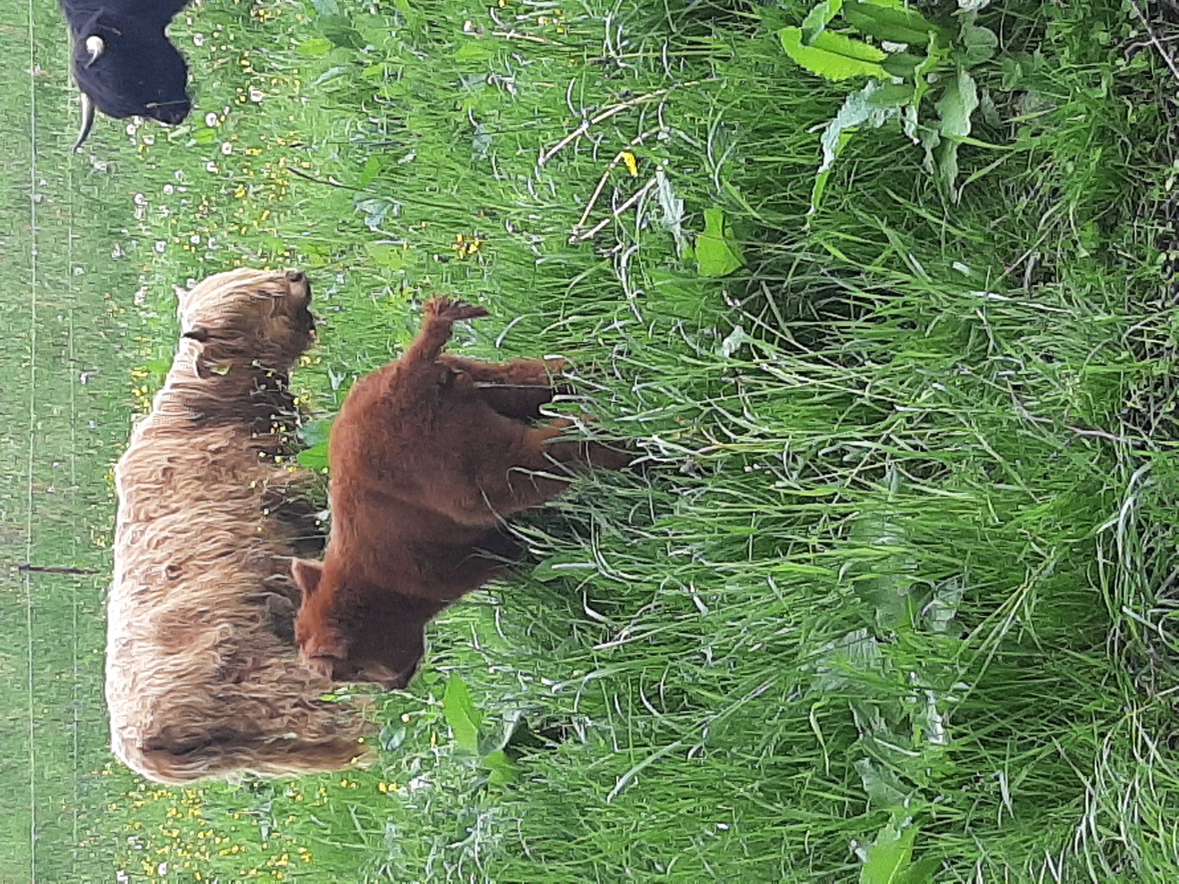 Highland-Rinder auf der Weide