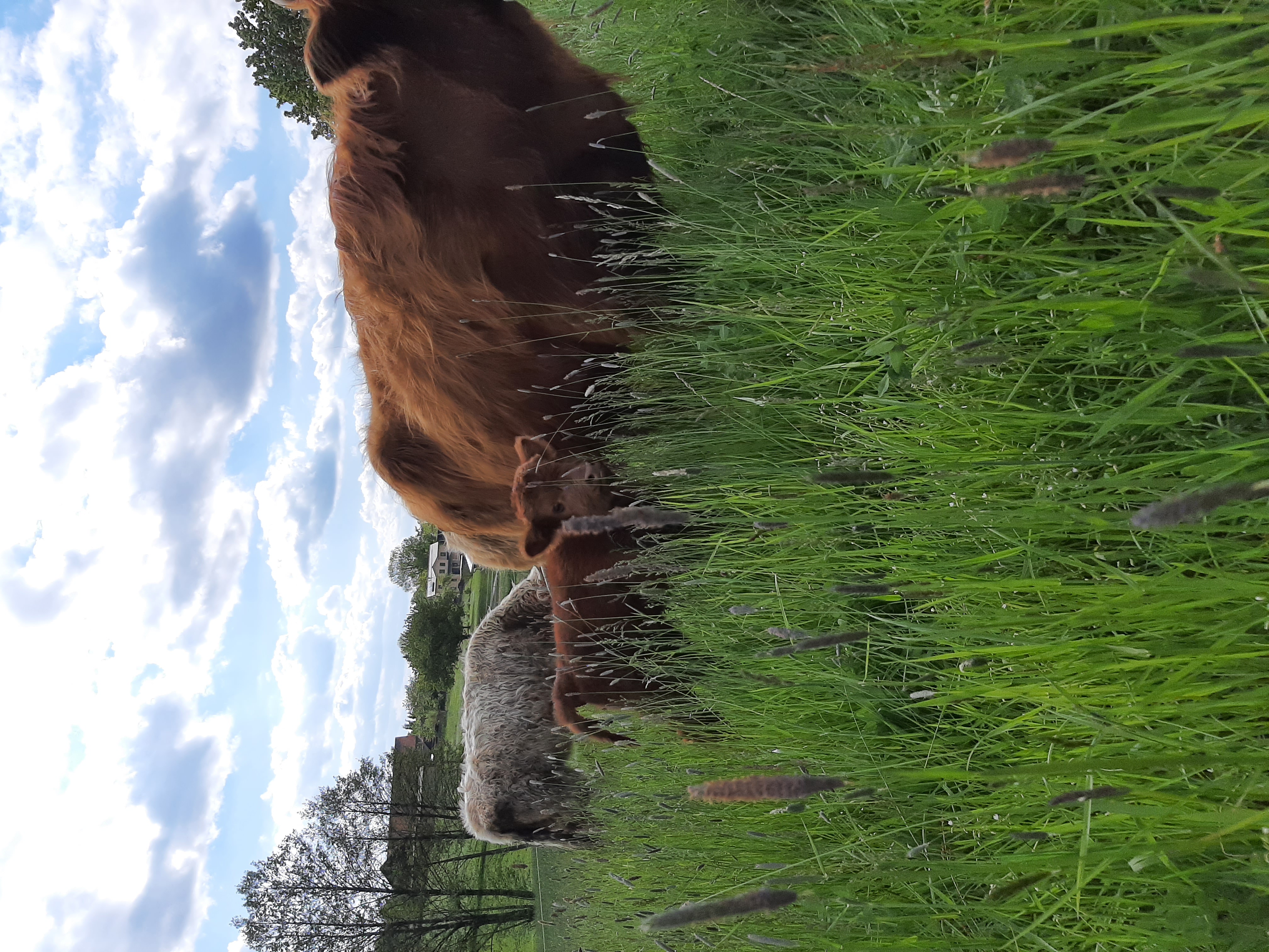 Highland-Rinder auf der Weide