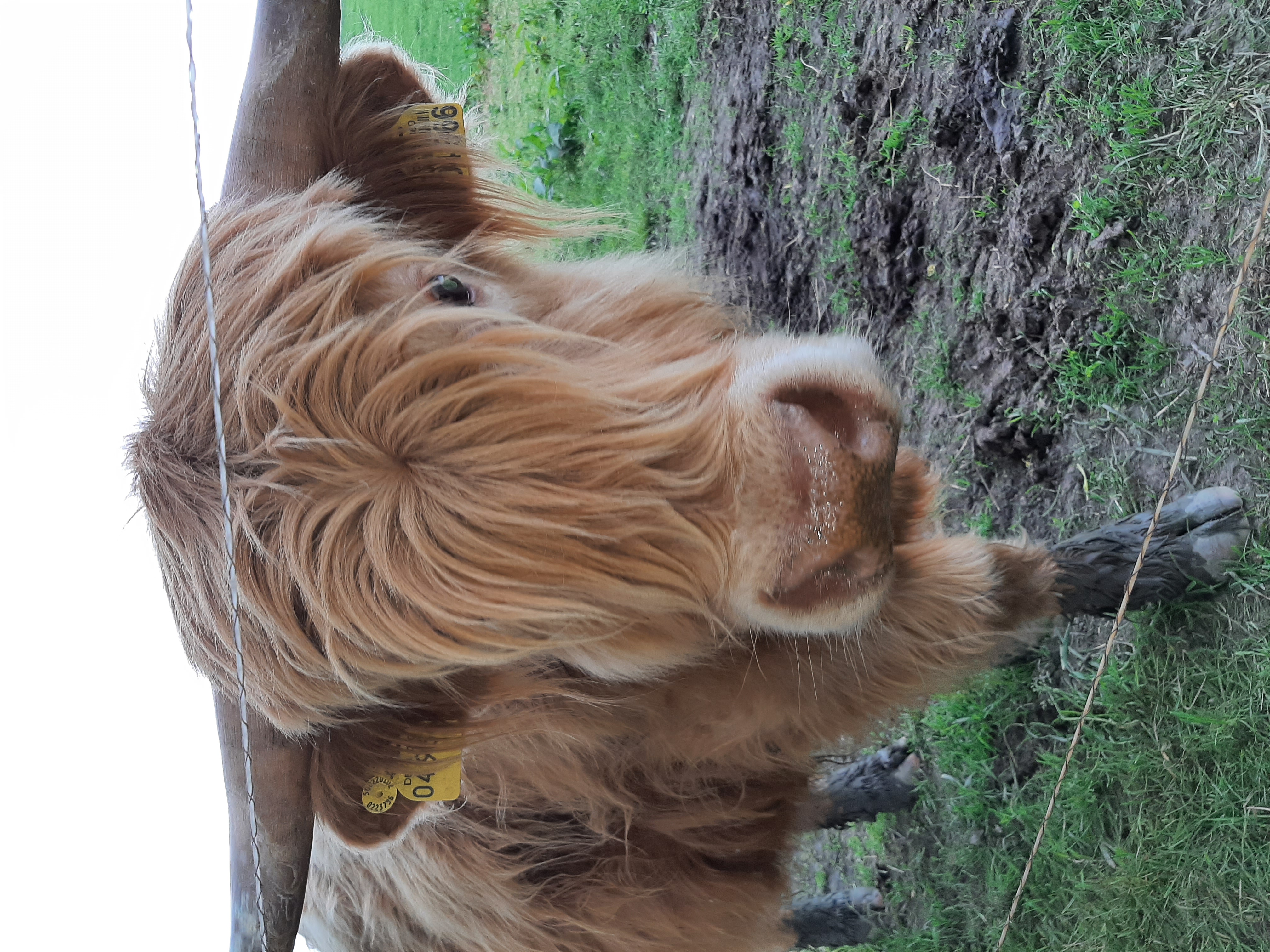 Highland-Rinder auf der Weide