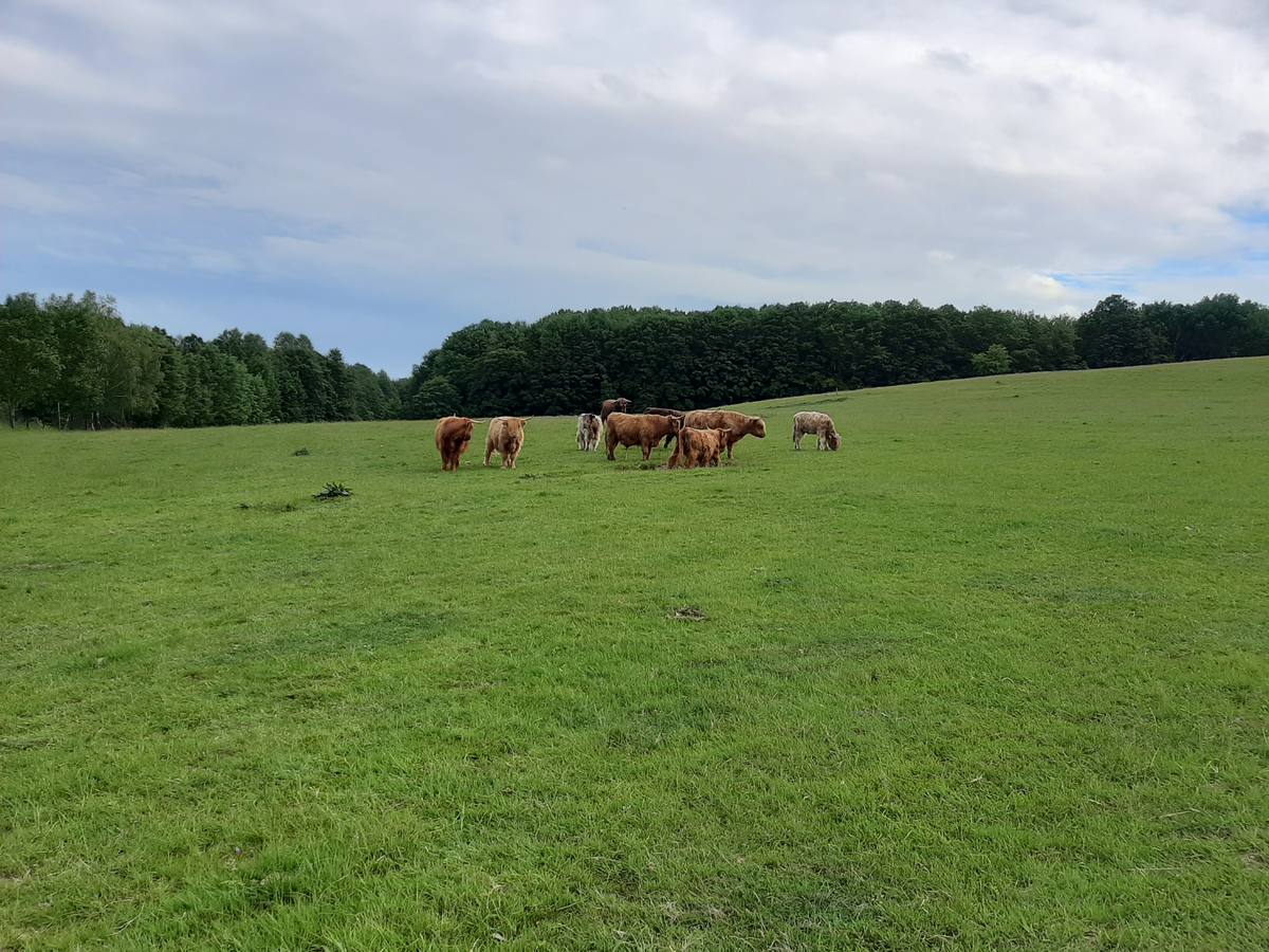 Highland Rinder auf der Weide