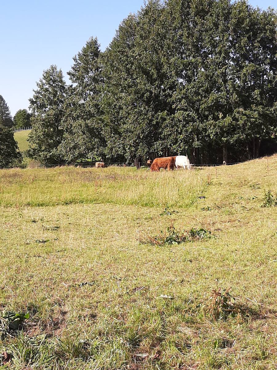 Highland Rinder auf der Weide