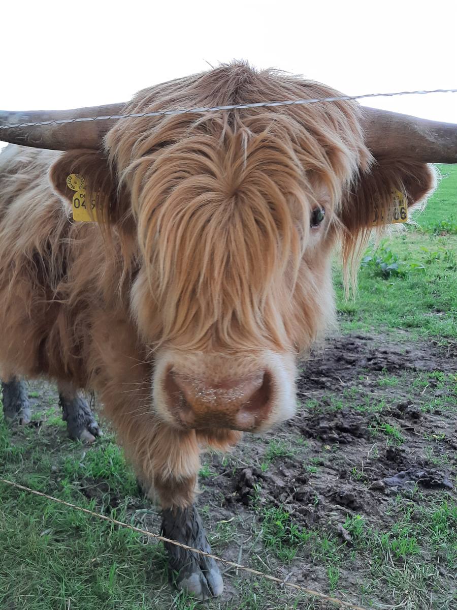 Highland-Rinder auf der Weide